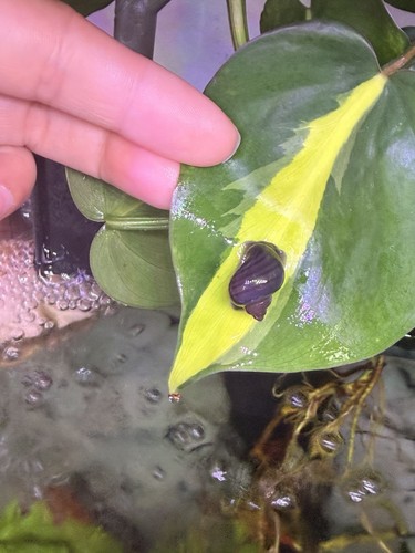Premium purple mystery - premium, snails