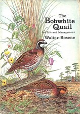 Bobwhite Quail by Rosene