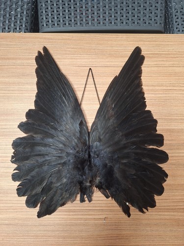 Taxidermy wall mounted rook - wall,