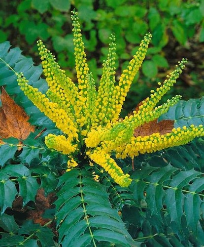 Mahonia winter sun oregon - sun,