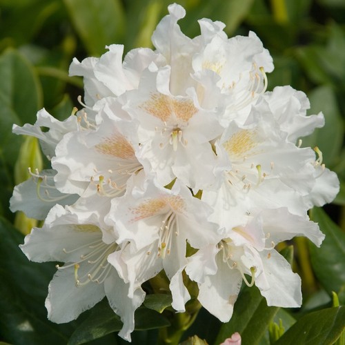 Rhododendron cunningham - rhododendron, cunningham's