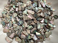 Natural paua abalone shell - abalone,