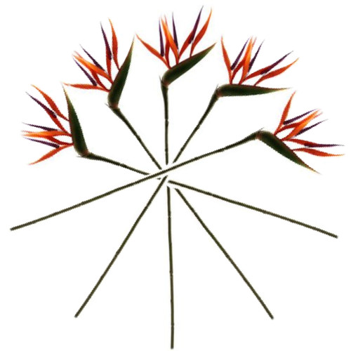 Bird paradise stems - bird, of
