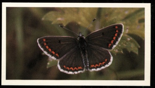 Tobacco card doncella - card,,