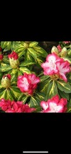 Rhododendron President Roosevelt Large Plant Only £3