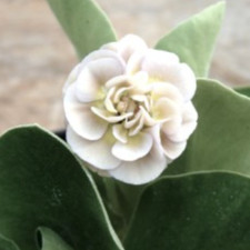 Primula Auricula Nita