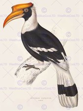 Painting Birds Himalayas Gould Great Hornbill 12X16'' Art Print Poster Lah570B