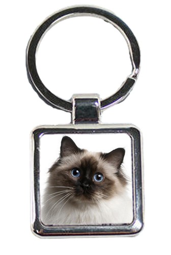 Birman cat pet luxury square - pet,