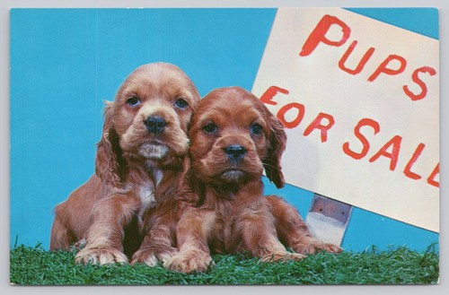 Adorable cocker spaniel - adorable,