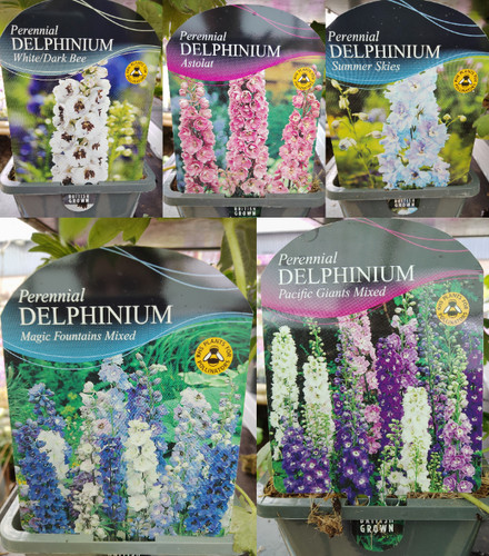 Delphinium herbaceous