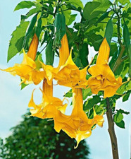 Angel’s trumpet Brugmansia