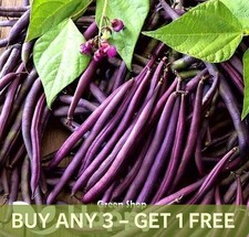 VEGETABLE SEEDS DWARF FRENCH