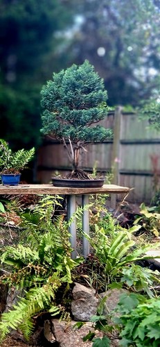 Lawson cypress outdoor bonsai - lawson,