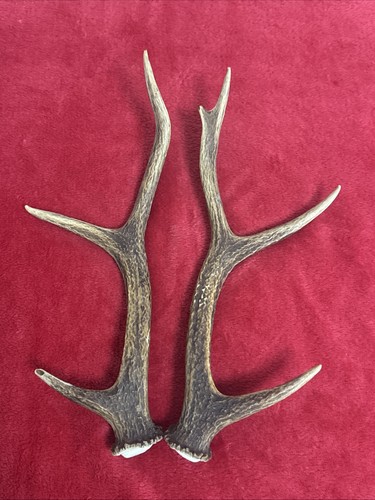 Pair sika deer antlers - of,