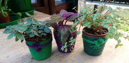 Purple and green - and,