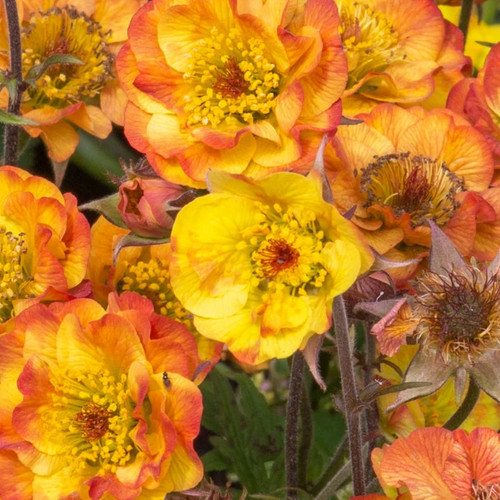 Geum mango lassi - lassi, plant