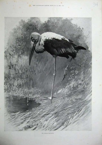Original old antique print - original,