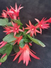 Easter cactus- Rhipsalidopsis