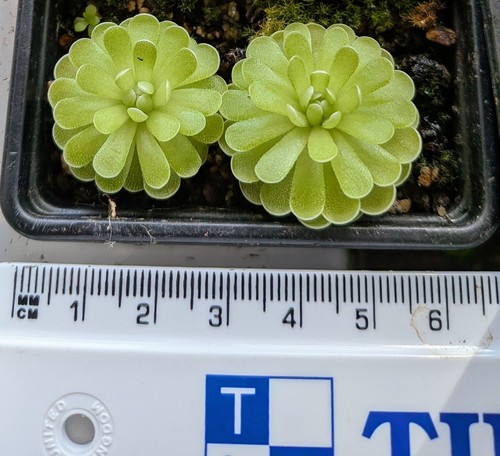 Mexican butterwort pinguicula - mexican,