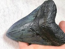 Inch real megalodon shark - 5,