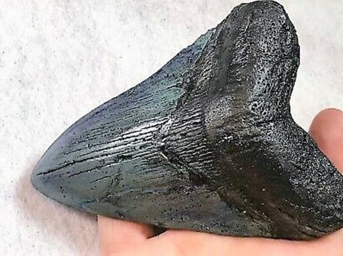 Inch real megalodon shark - 5,