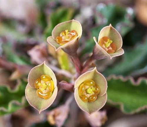 Euphorbia decaryi - euphorbia,