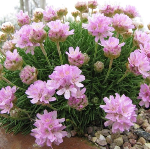 Armeria caespitosa plug plants - armeria,
