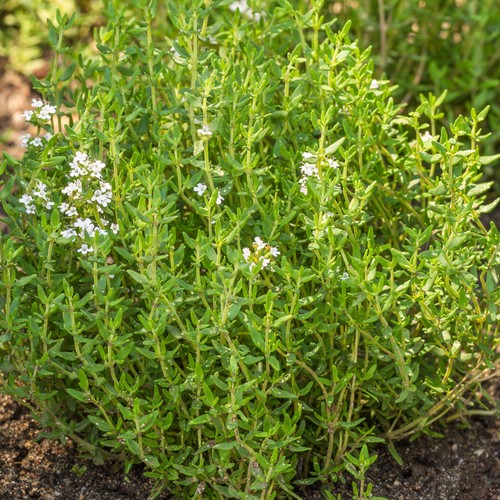Thyme common plant - 1,