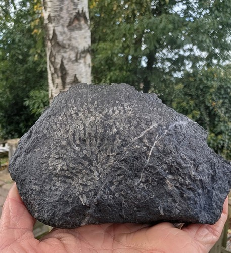 Rare fossil coral - rare,