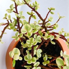 Crassula Afra Variegata in 12cm Pot - Variegated Jade Indoor Money Plant