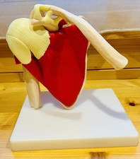 Anatomical Medical Model, Full
