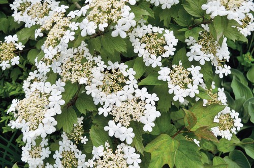 Viburnum hardy hedging - viburnum,