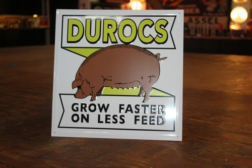 Durocs hog pig grow faster - pig,