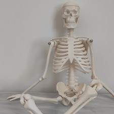 Human Skeleton Model