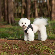 Breathable Mesh Harness Soft Puppy Vest Chest Strap 3XS-L Small Dog UK POST