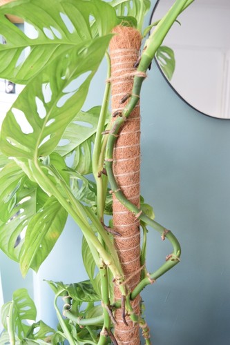 Moss pole 80cm - 80cm, coco