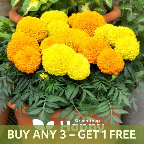 African marigold dwarf maximix - african,