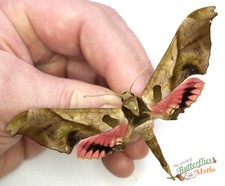 Adhemarius Dariensis Pink Wing