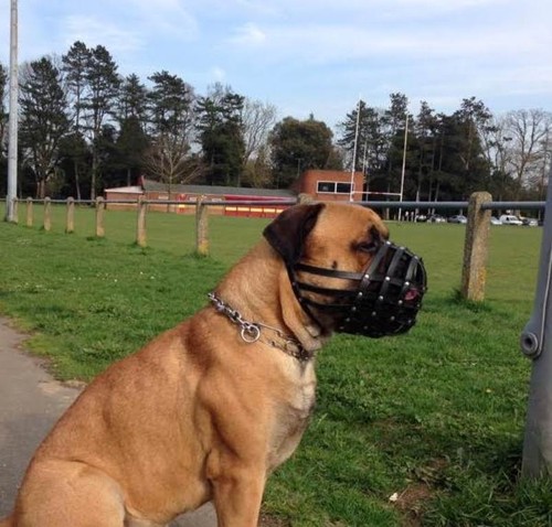 Leather dog muzzle for - dog,