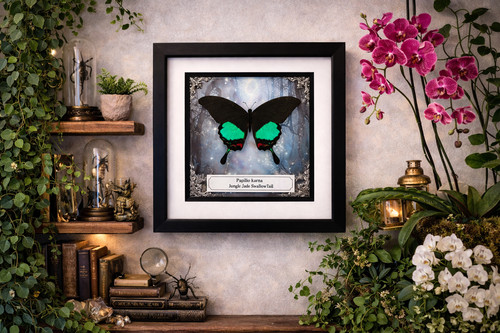 Jungle jade swallowtail - jungle,