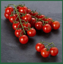 TOMATO 'Piccola' Cherry |