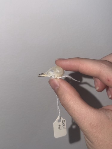 Coai tit skull perfect - perfect, &