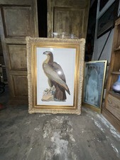 Great American Sea Eagle