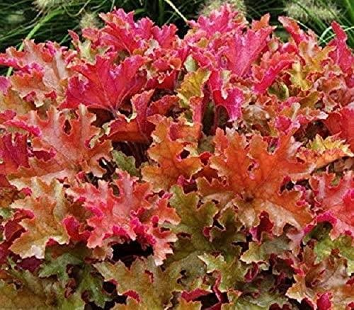 Heuchera hybrida marmalade - heuchera, 'marmalade'