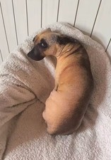 50cm Cute Dog Printed Plush