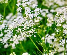 1300x Meridian Fennel Seeds - Caraway Carum Caravi - Great Flavour Herb