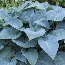 Hosta Plants "Halycon" Bare Root  | Shade-Loving Perennial | Fresh Stock