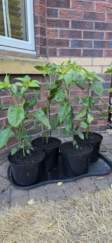 Chilli plug plants - plug,