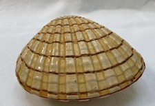 Japanese Scallop Shell Trinket