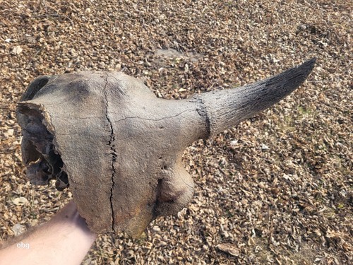 Historic large bison horn - historic,